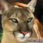 puma-